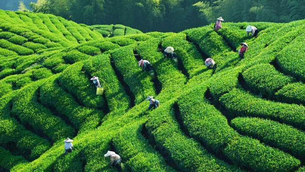 A Touch of Spring in Xiangfeng Longjing Tea